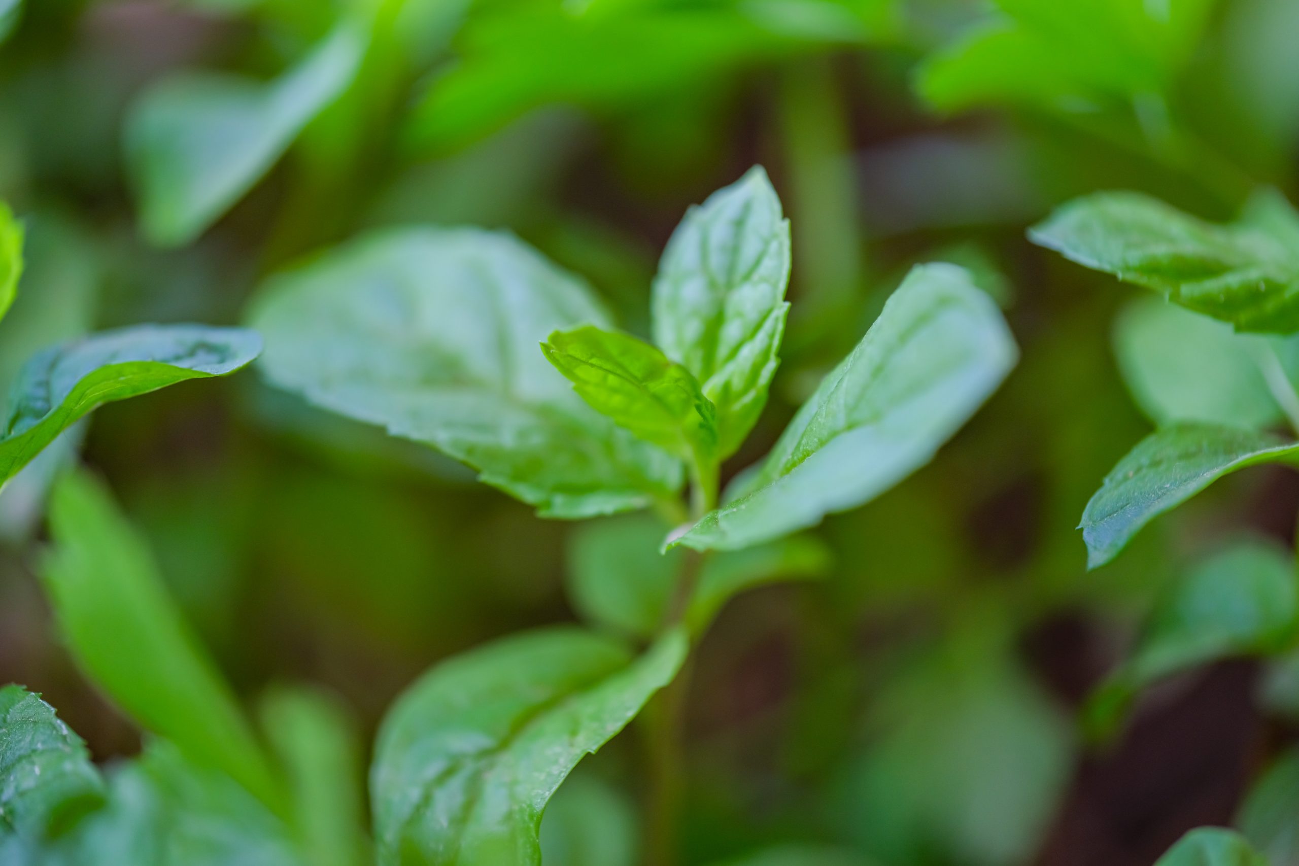 Power of Peppermint Leaf